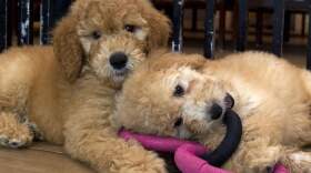 Puppies play in a cage at a pet store. (Jose Luis Magana/AP)