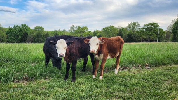 Cows stand in a field in rural south central Missouri in spring 2026.