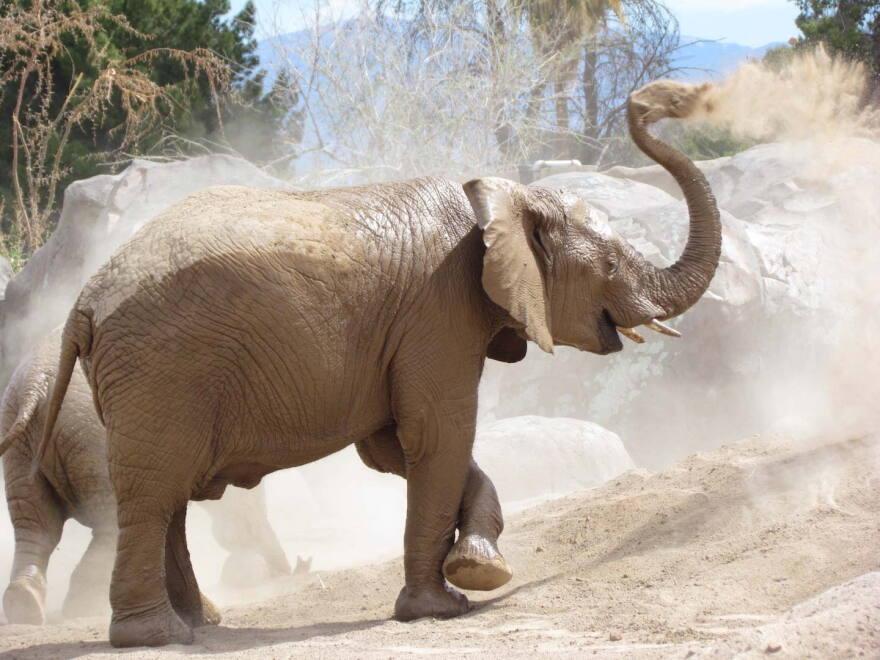 Elephant death