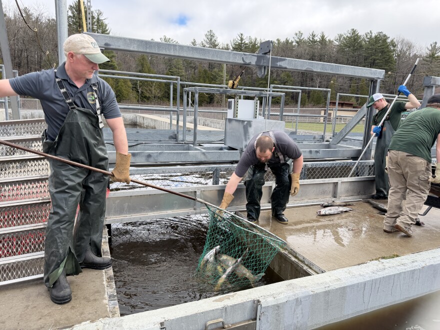DNR staff at the Little Manistee River Weir pull up dead steelhead from holding pens on Tuesday morning. A power outage at the weir knocked out oxygen pumps for the fish holding tanks. (Vivian La / IPR )