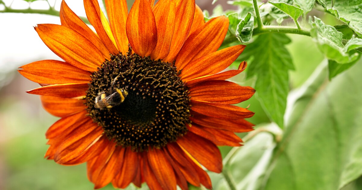 Connecticut Garden Journal Sunflowers in their latesummer glory are