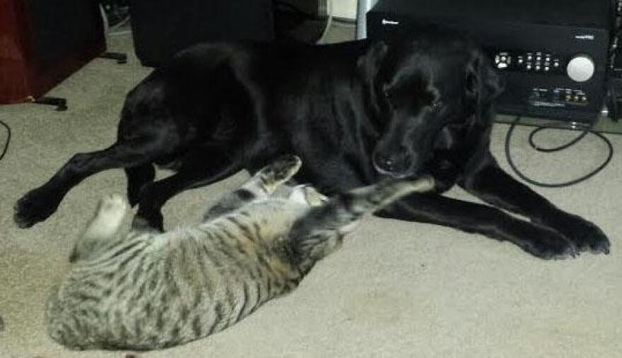 Gypsy and Flynn