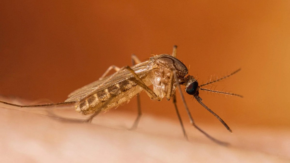 Valley's first human cases of West Nile virus in 2026 arise in Tulare, Kings and Fresno counties