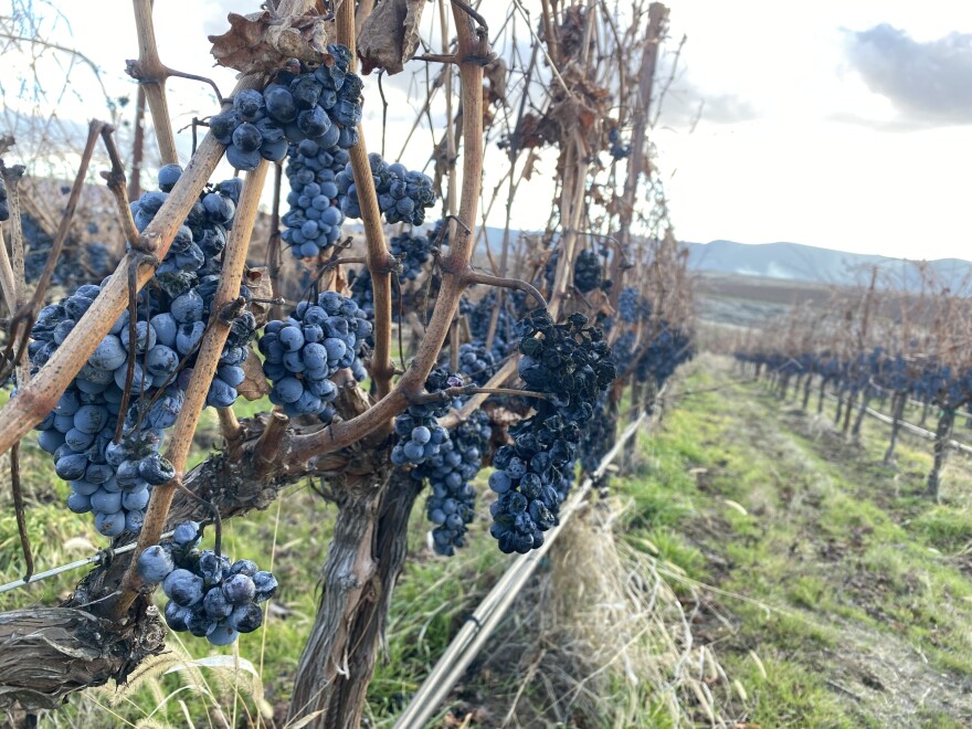 Last year’s unharvested grapes go to the birds in the Columbia Basin.