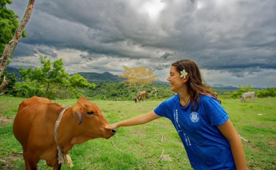 Mya pets cow in her neighborhood_St Mary Jamaica.jpg