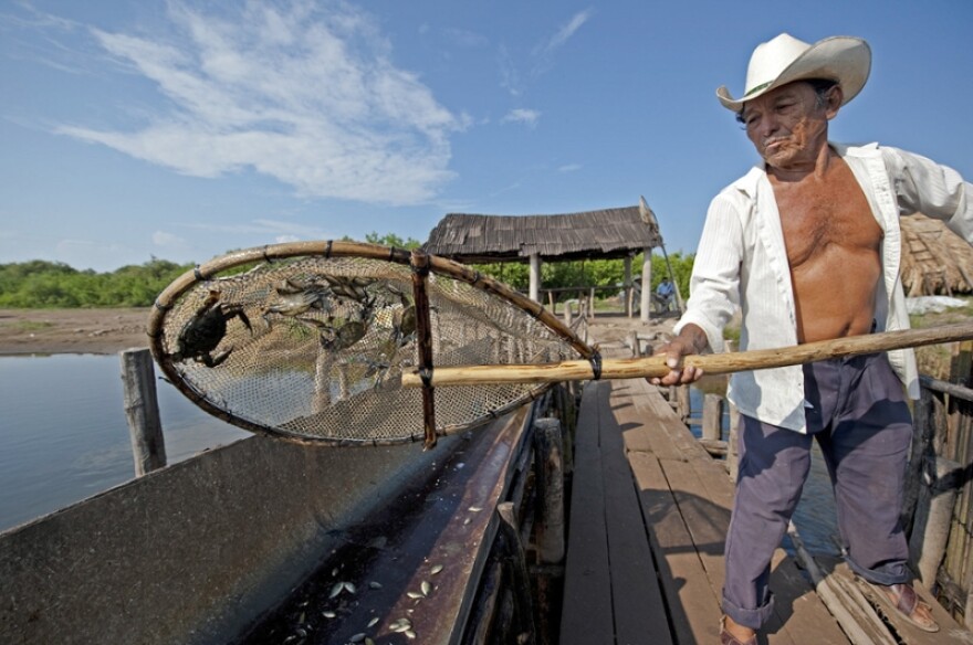An artisanal fisherman in Mexico shows his small catch of jaiba — a species of crab.