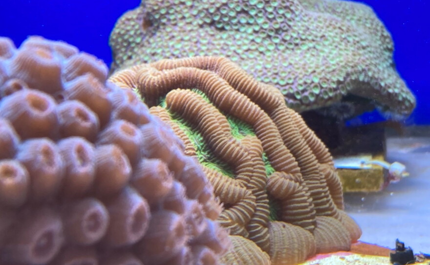 several varieties of coral in a saltwater tank at the Butterfly Pavilion in Denver