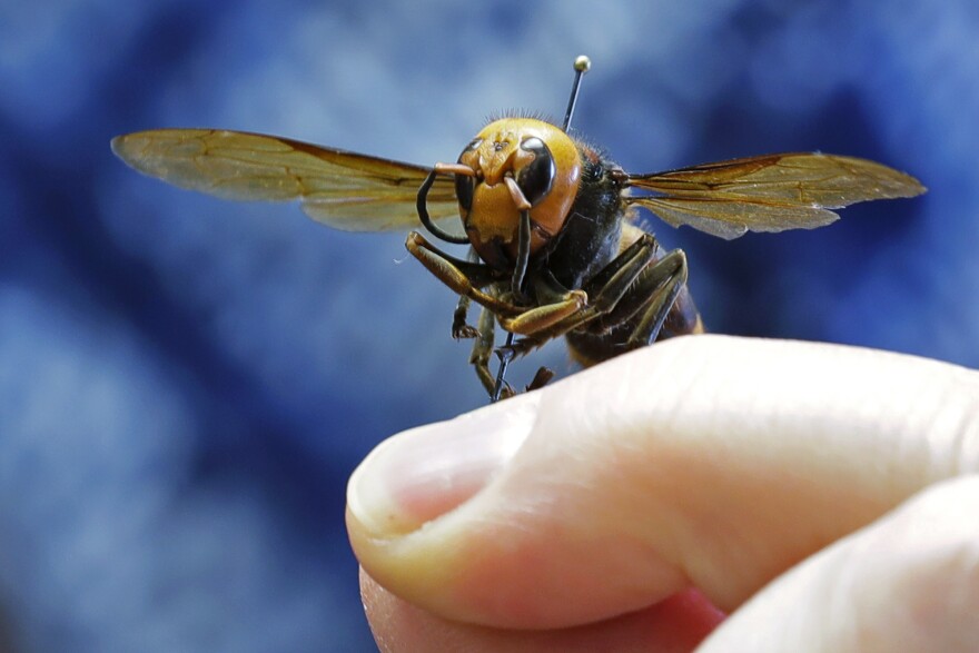 An Asian giant hornet from Japan is held on a pin by Sven Spichiger, an entomologist with the Washington state Dept. of Agriculture, Monday, May 4, 2020, in Olympia, Wash. The insect, which has been found in Washington state, is the world's largest hornet