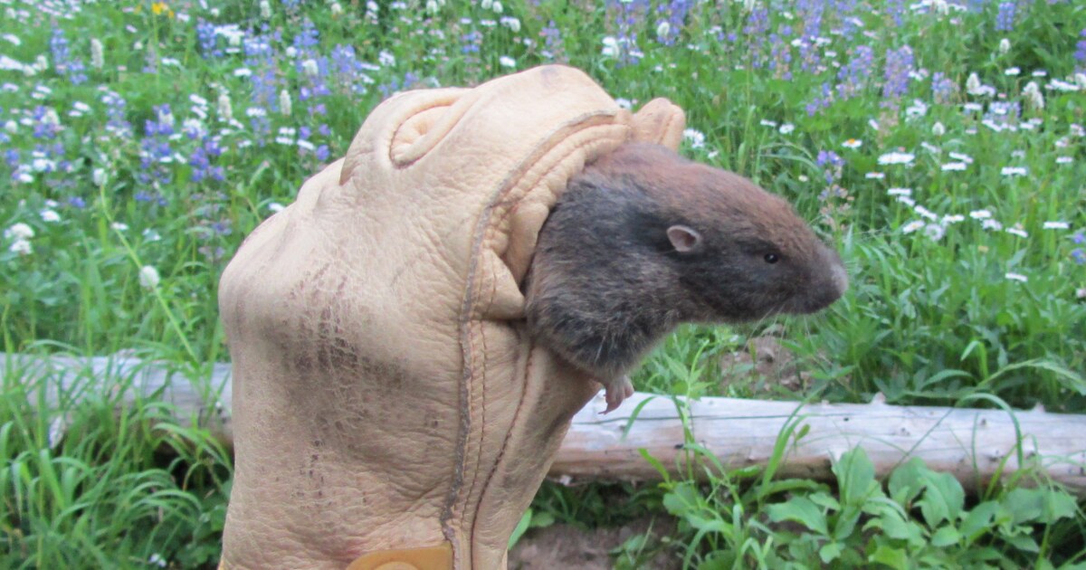Mazama pocket gopher slated to join endangered species list KNKX
