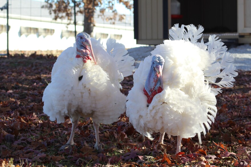 Peanut Butter and Jelly at their new home on a Purdue University farm (WBAA News/Ben Thorp)