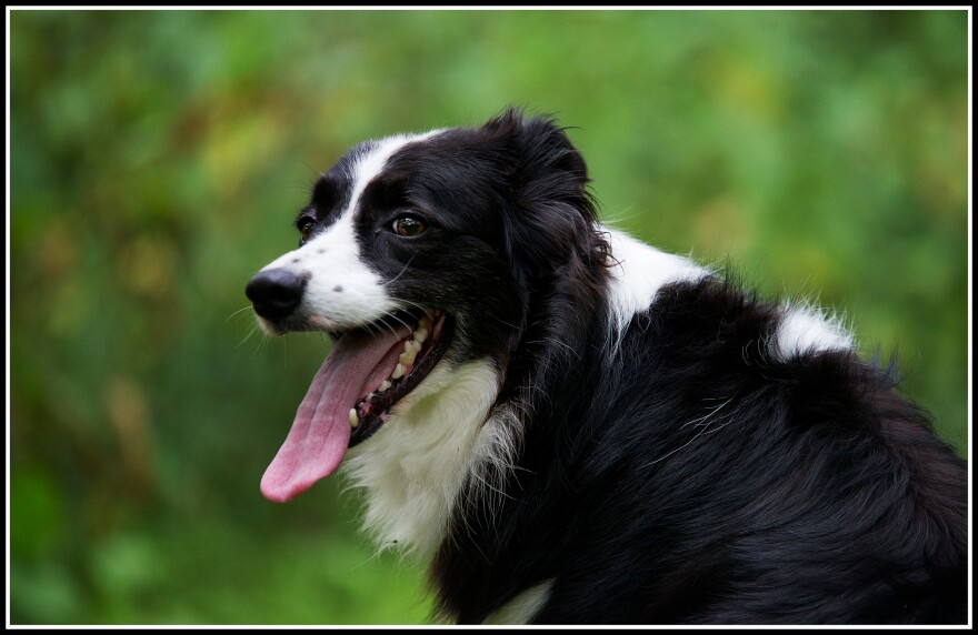 Dog panting in the heat