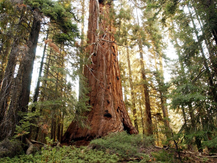 A giant sequoia tree dwarfs the surrounding forest along the Trail of the 100 Giants in the Sequoia National Monument in Northern California. It's among these massive trees that President Clinton proclaimed the monument.