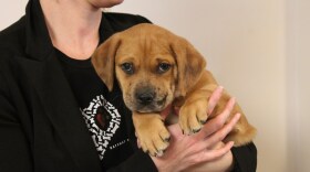 Natalie Creamer, the community outreach coordinator for Gateway Pet Guardians, holds a puppy that will be available for adoption through the agency.