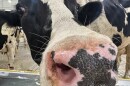 FILE PHOTO: A cow sniffs at the camera inside Michigan State University's new Dairy Cattle Teaching and Research Center.