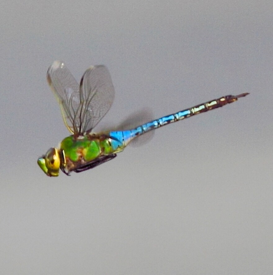 common green darner flying