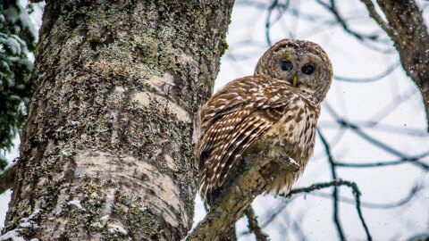 Barred Owl