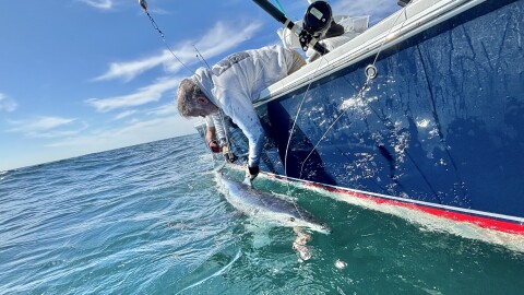 Jon Dodd of the Atlantic Shark Institute measuring a blue shark.