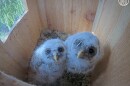 Screenshot of owlets from the 2025 Barred Owl Nest Box Camera