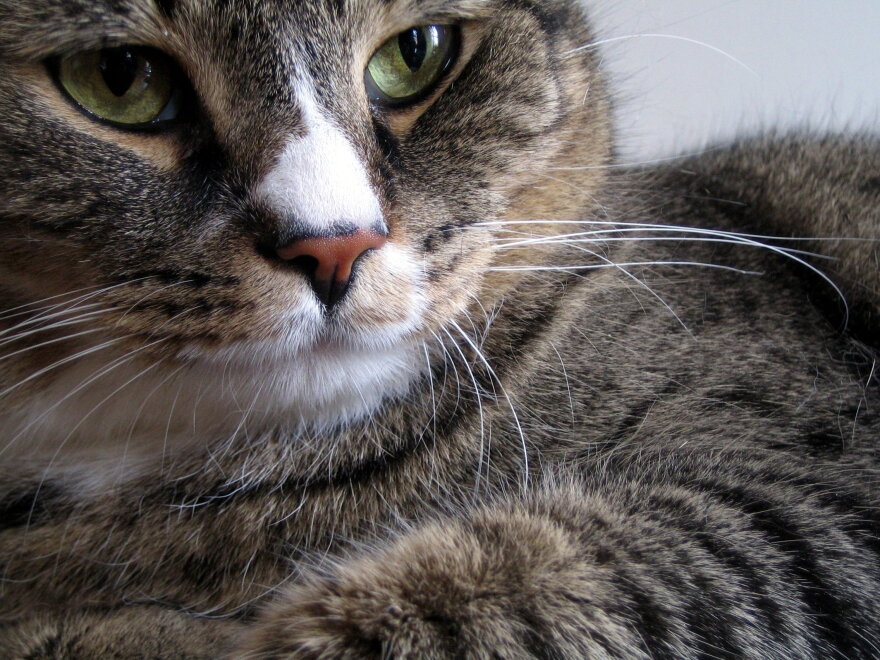 Such a handsome cat!