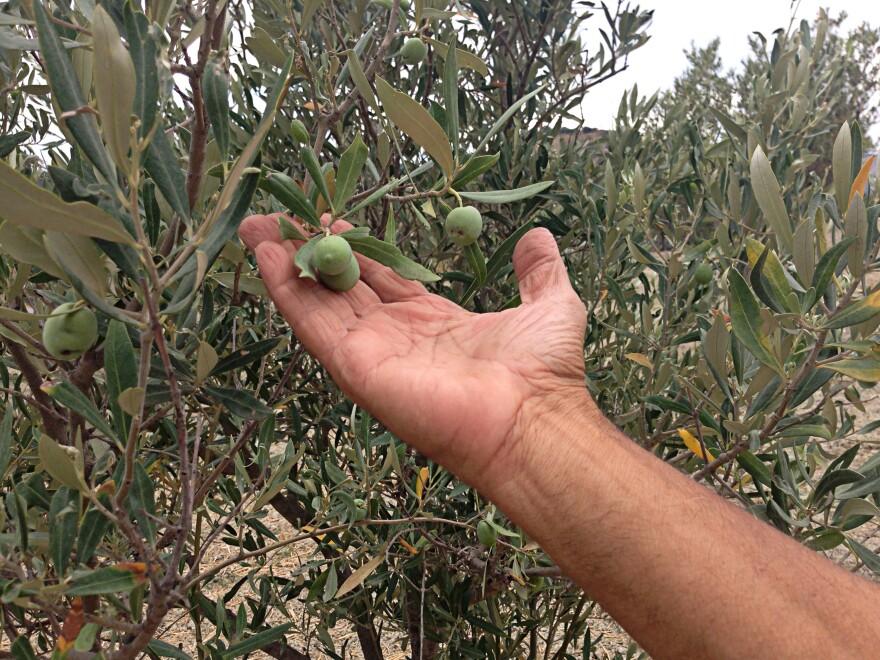 Pacicca shows olives from one of the 26 trees GOEL Bio planted to replace his chopped-down trees. GOEL Bio is a consortium of organic farmers that stands up to Ndrangheta, the region's organized-crime group.