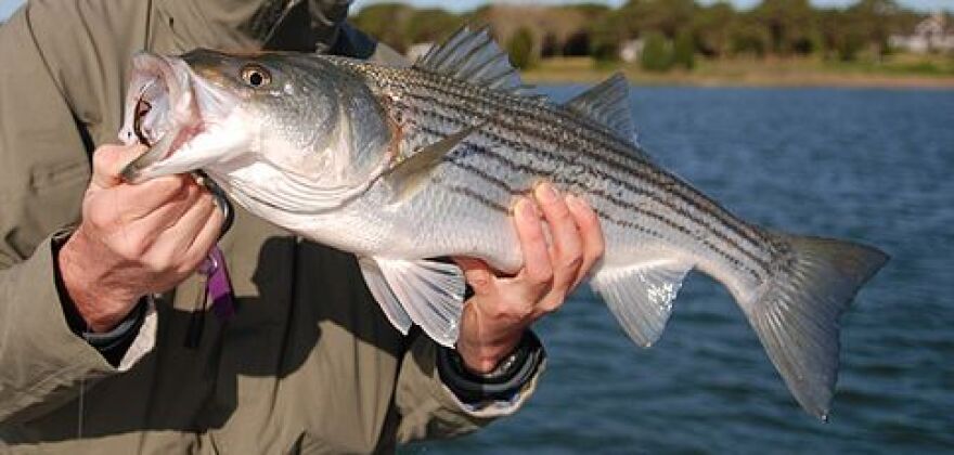 Lake Norman Fishing Guide Weighs In On PCB Advisory