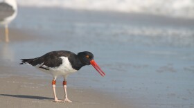 American Oystercatcher — Jones Beach State Park