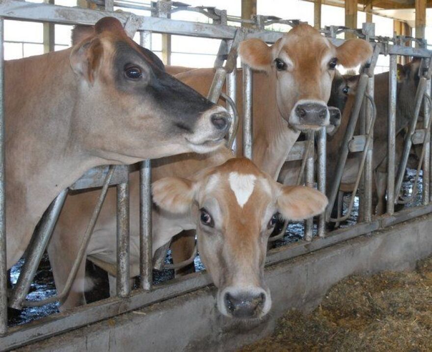 Jersey dairy cows feed at Mapleline Farm in Hadley, Massachusetts.