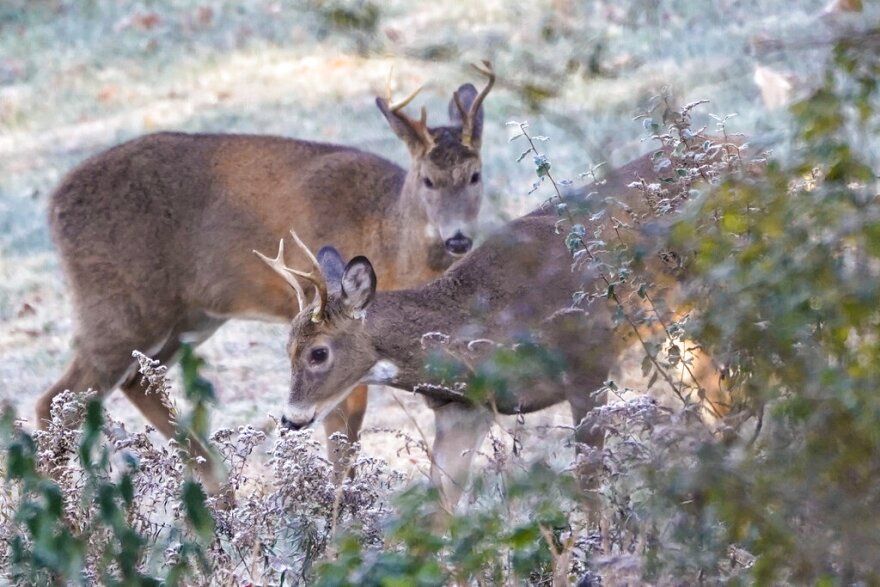 FILE - A pair of young antlered deer graze on the edge of the woods in field, Saturday, Nov. 6, 2021, in Zelienople, Pa. Sunday hunting had been mostly illegal in Pennsylvania, but Gov. Josh Shapiro approved lifting the prohibition in early July.