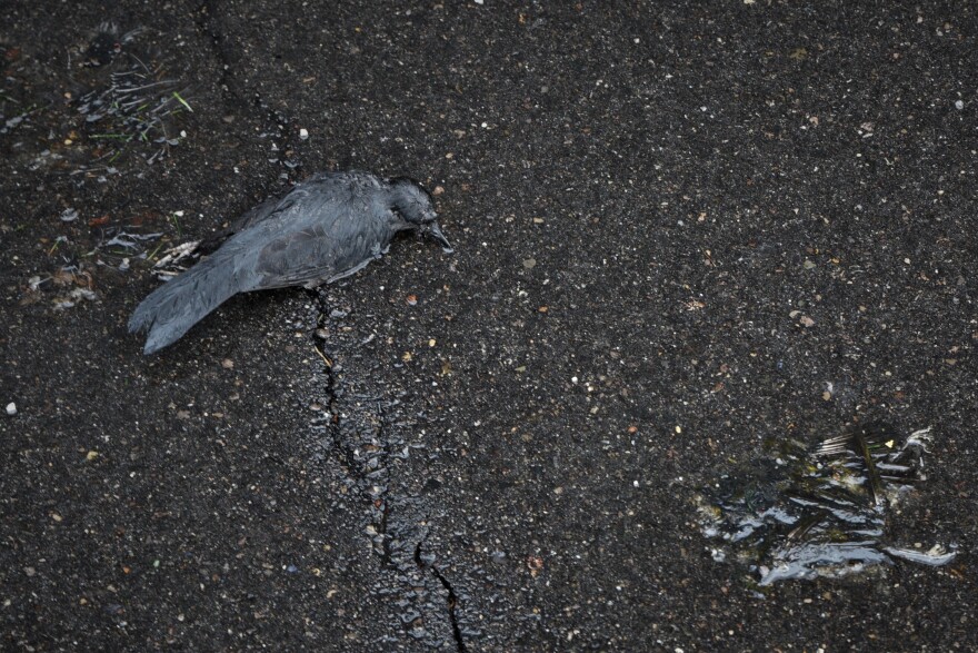 Two of eight birds found behind a Washtenaw District Court building in downtown Ypsilanti. Bird collision monitors say the birds hit the building's glass and die on the parking lot of the adjacent apartment complex.
