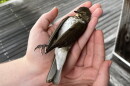 A Wisconsin Night Guardian volunteer holds a stunned Swainson's Thrush in Milwaukee.