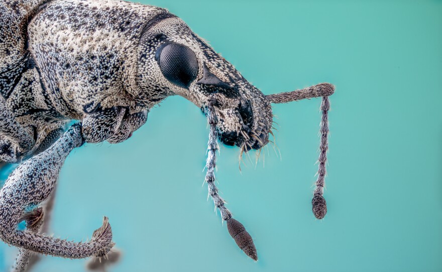 Snout Beetle, <em>Curculionidae</em>
