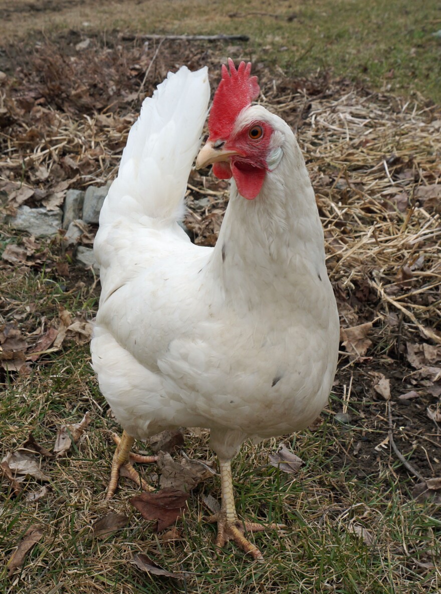 A substantial flock of laying hens live on the VYCC farm in Richmond. Their eggs are sold at the farmstand, and help to support the Health Care Share program.
