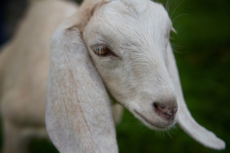 Photo: Monxy Photo/Shutterstock.com