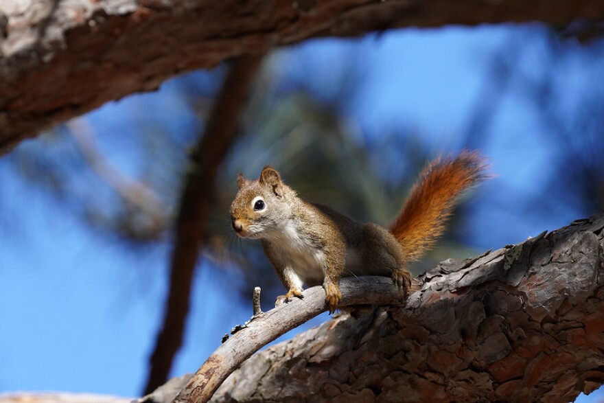 An American red squirrel sits on a red pine branch in Saint Louis County on March 14, 2024.