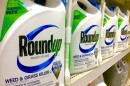 A row of white Roundup weedkiller bottles with an attached spray hose sit on a store shelf.