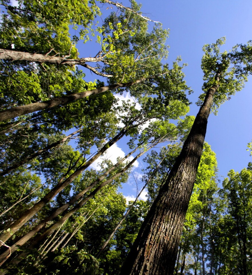 Aspen trees tower overhead in Chequamegon-Nicolet National Forest in northern Wisconsin.