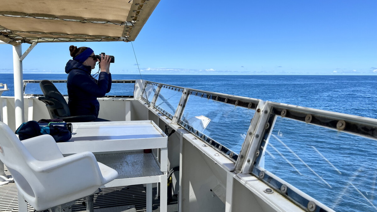 Watching for whales – and their food - Vimarsana News