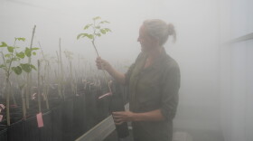 Elisabeth Beagle, Terviva's director of tree operations, places a newly grafted pongamia tree in a high- humidity greenhouse at the company's nursery, Thursday, June 6, 2024, in Fort Pierce, Fla. The tree produces a legume that is now being used to produce several products, including Panova table oil, Kona protein bars and protein flour.