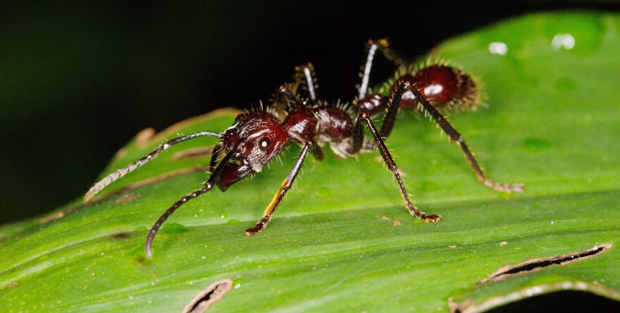 Schmidt calls the bullet ant the "holy grail of stinging insects." He ranks its sting as a 4 out of 4: "Pure, intense, brilliant pain. Like walking over flaming charcoal with a 3-inch nail embedded in your heel."