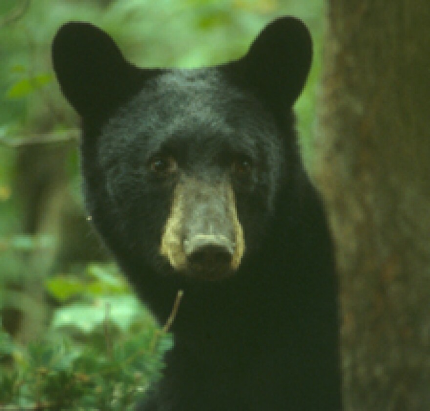 Black Bear