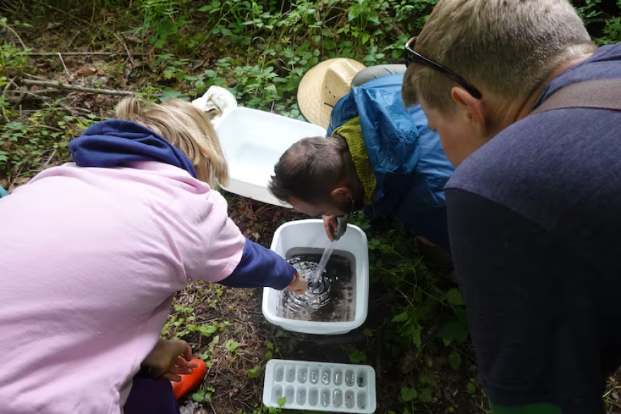 Three people look into a bucket with water, one using a baster in the water.