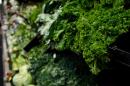 Fresh greens and produce are seen at a grocery store Monday, May 11, 2026, in Nashville, Tenn. (George Walker IV/AP)