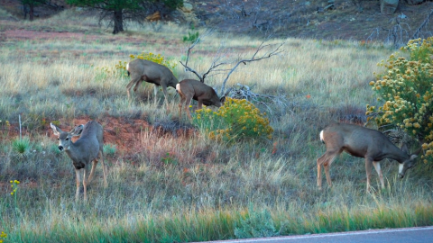 Four deer graze by the side of a road. 