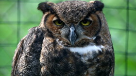 A great horned owl named Icarus rests while in captivity in Hueston Woods State Park near Oxford, Ohio, on Sunday, June 29, 2014. Icarus receives care at Hueston Woods State Park's Nature Center as part of its raptor rehabilitation program. Icarus was blown out of her nest when she was two weeks old and later was rescued.
