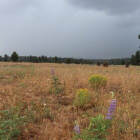 Summer rain develops over northern Arizona.