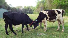 Two bulls, Wilson and Zeke, came to Uplands PEAK Sanctuary after they were rescued by the ASPCA in Massachusetts.
