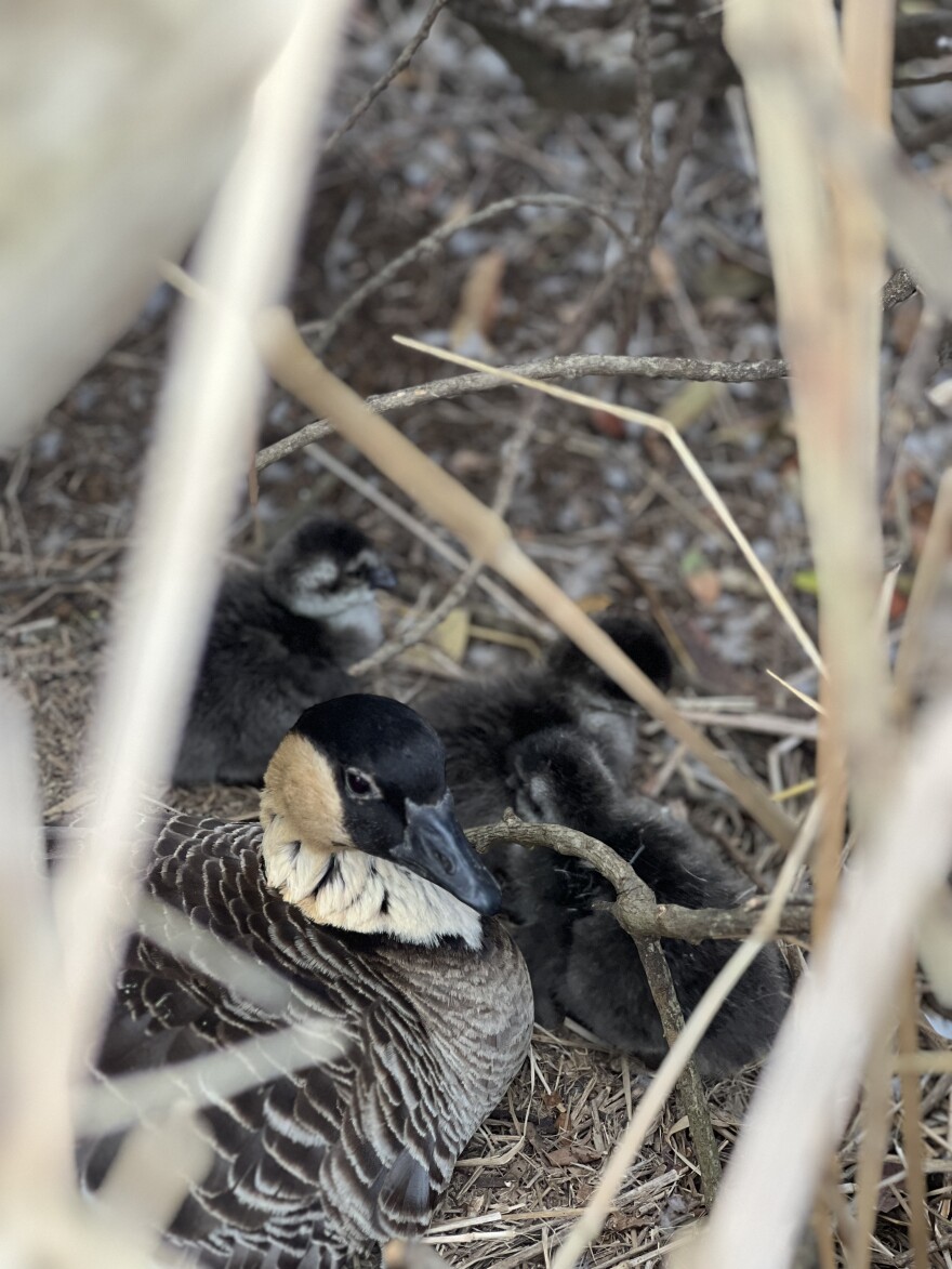 One of this year's Moloka'i-born nēnē clutches.