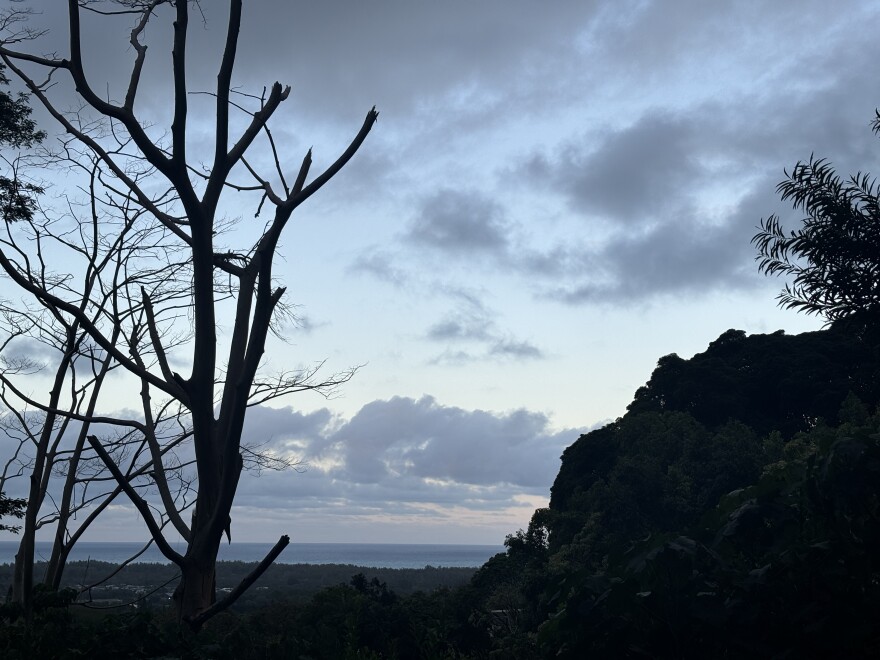 Volunteers can see all the way to the ocean while they work to clear the invasive frogs from the base of the mountain range.