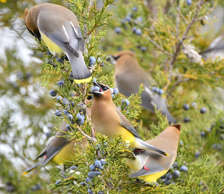  Cedar-Waxwing Juniperus feeding on blue berries.