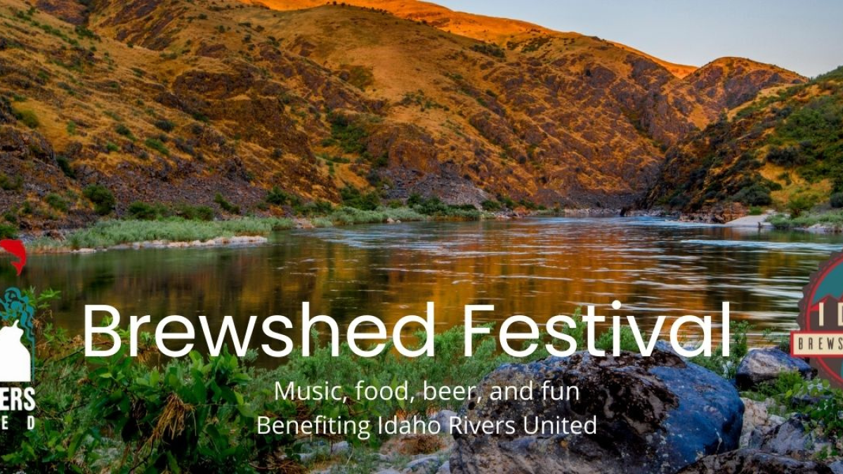 Brewshed Festival - Vimarsana News